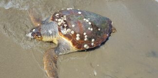 Spiaggiata morta una tartaruga Caretta caretta a Zona Orno