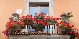 Al via la seconda edizione del concorso “Margherita in Fiore”