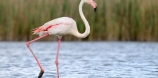 Tutto pronto per il tour dei blogger nella Puglia imperiale “Sulle orme del Fenicottero Rosa”