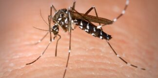Due casi di “West Nile” nella BAT, a Margherita di Savoia e Bisceglie