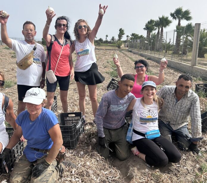 campi - cipolla in festa