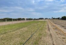 Consorzio Cipolla Bianca di Margherita Igp: «Aumentano i furti di semi nei campi»