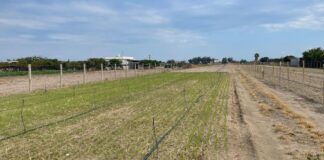 Consorzio Cipolla Bianca di Margherita Igp: «Aumentano i furti di semi nei campi»