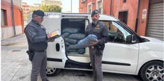 Vongole e tartufi di mare senza tracciabilità e pronti alla vendita: sequestro a Margherita di Savoia