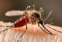 Resta in prognosi riservata l’84enne risultato positivo al virus “West Nile”