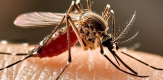 Resta in prognosi riservata l’84enne risultato positivo al virus “West Nile”